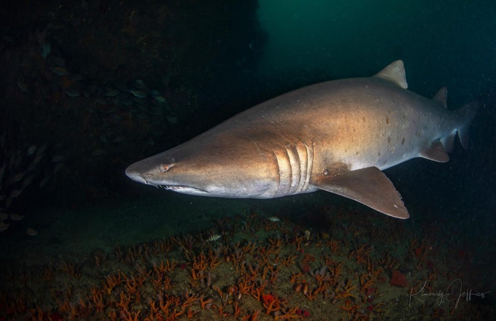 Sand Tiger Shark, South Africa