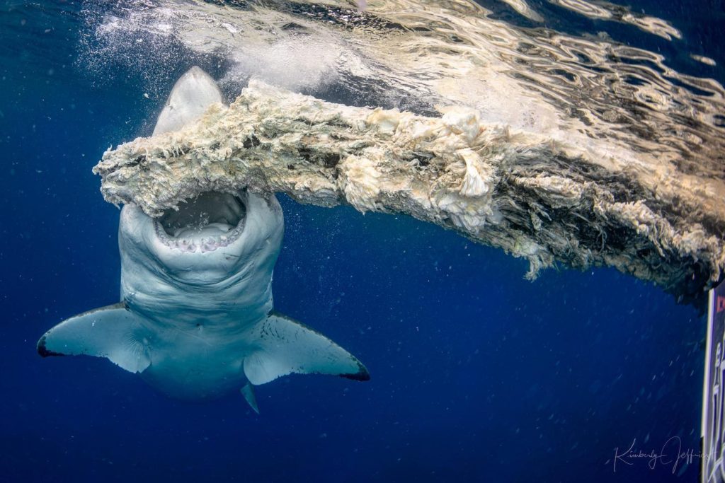 World's Biggest Great White?