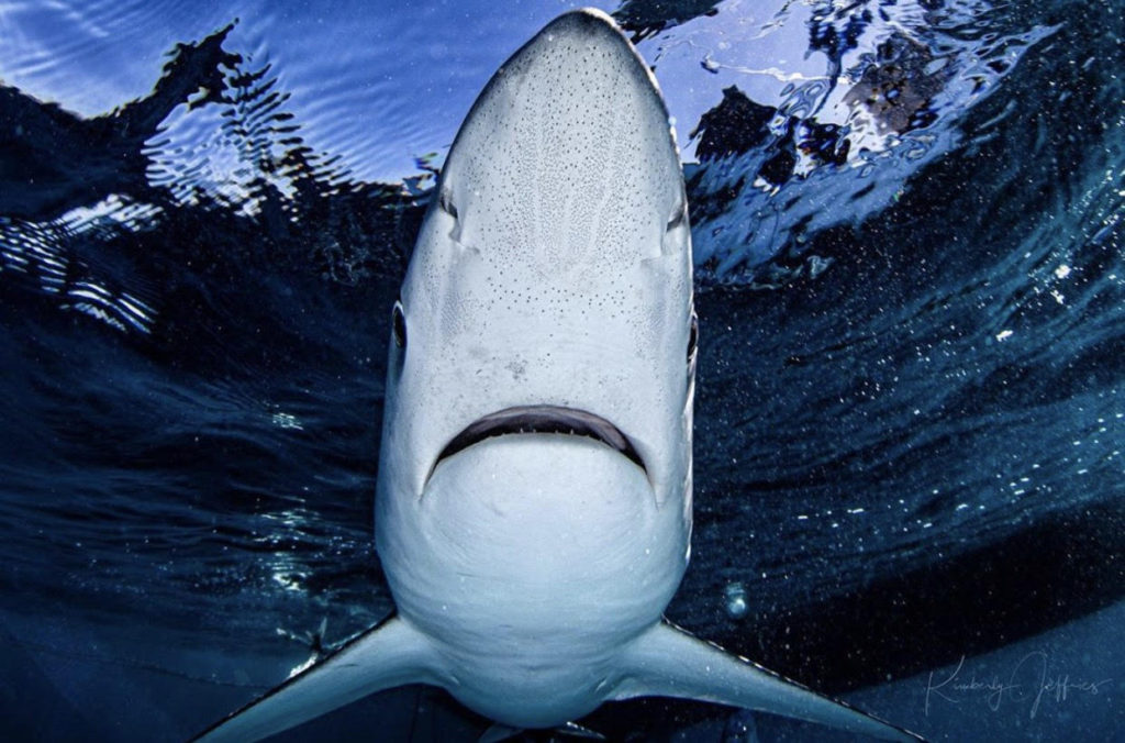 Blue Shark