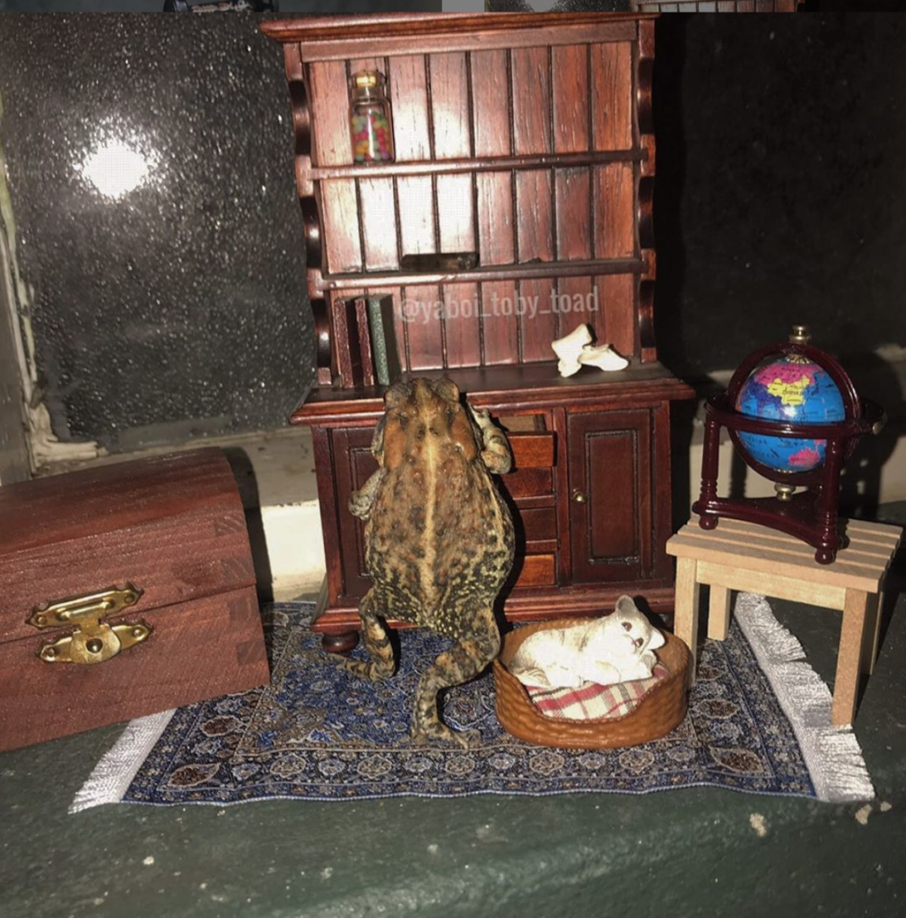 Meet Toby Toad Instagram s Most Unique Rising Influencer Double Talk With Hannah And Cailin Meet Toby Toad Instagram s Most Unique Rising Influencer Double Talk With Hannah And Cailin